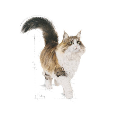 Royal Canin Sterilised – Hrană Umedă pentru Pisici Sterilizate, Pate – 85 g